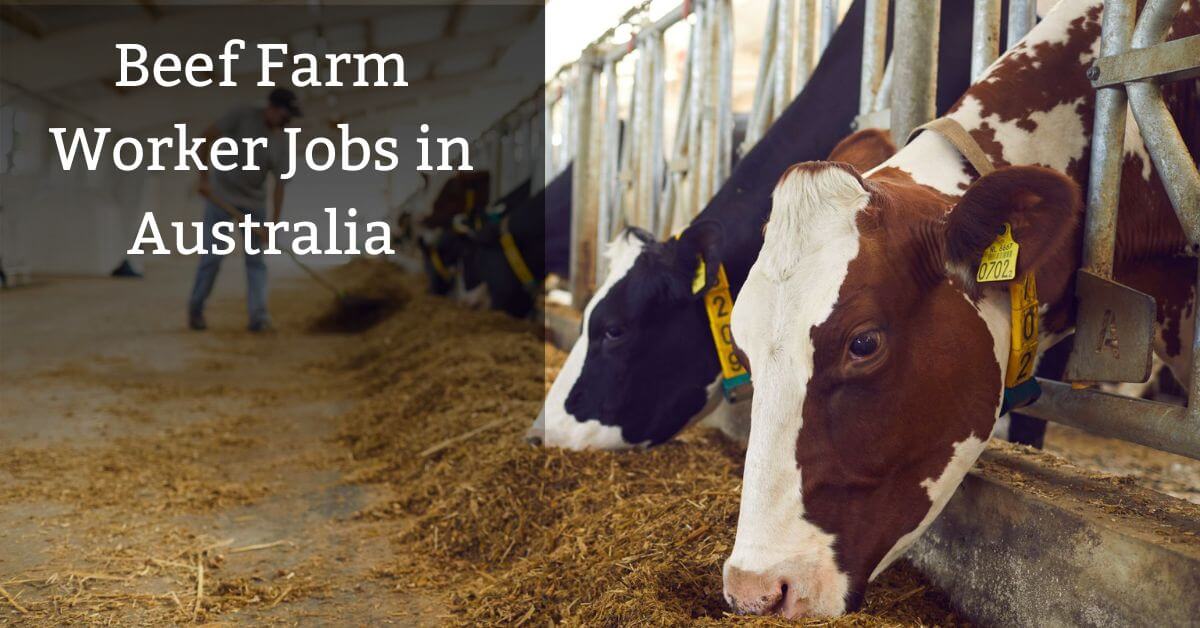 Beef Farm Worker Jobs in Australia