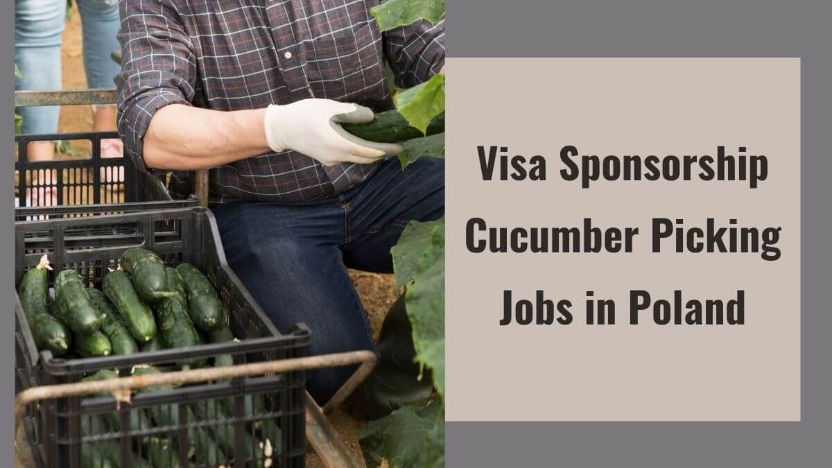 Visa Sponsorship Cucumber Picking Jobs in Poland