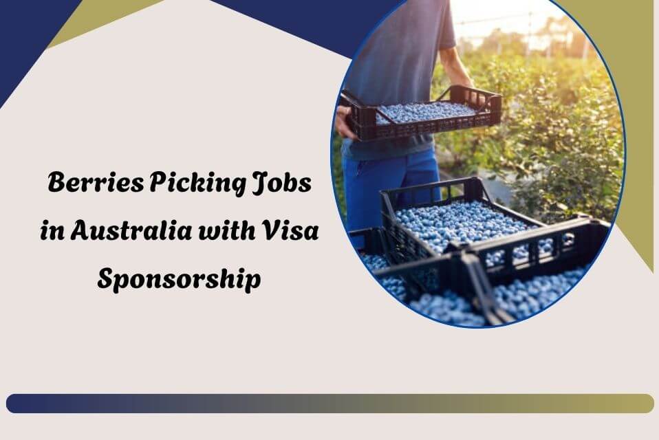 Berries Picking Jobs in Australia with Visa Sponsorship