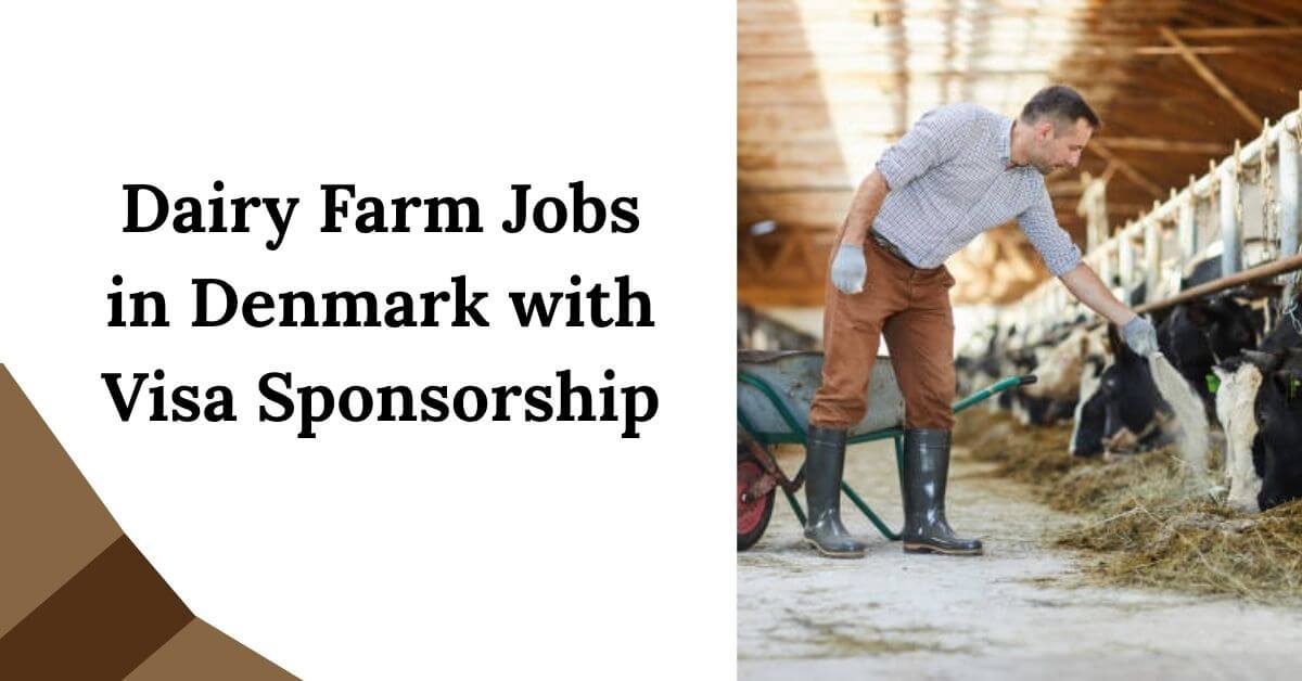 Dairy Farm Jobs in Denmark with Visa Sponsorship