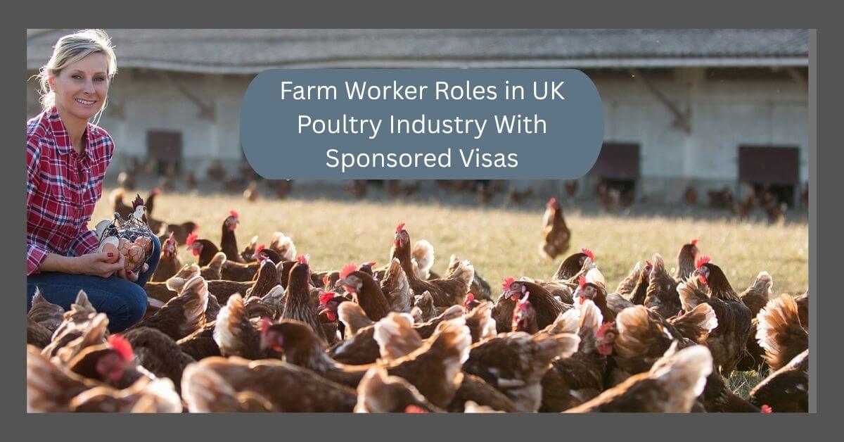 Farm Worker Roles in UK Poultry Industry With Sponsored Visas