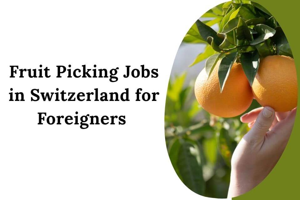 Fruit Picking Jobs in Switzerland for Foreigners
