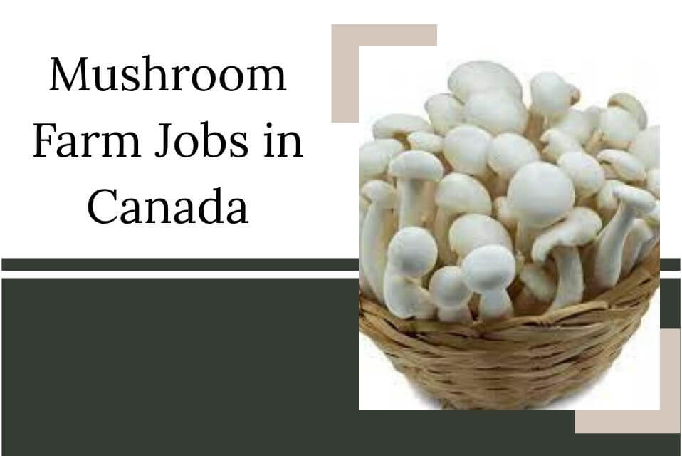 Mushroom Farm Jobs in Canada