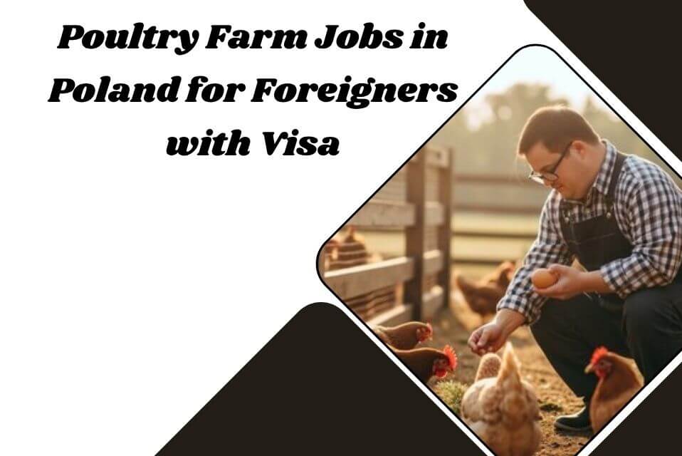 Poultry Farm Jobs in Poland for Foreigners with Visa