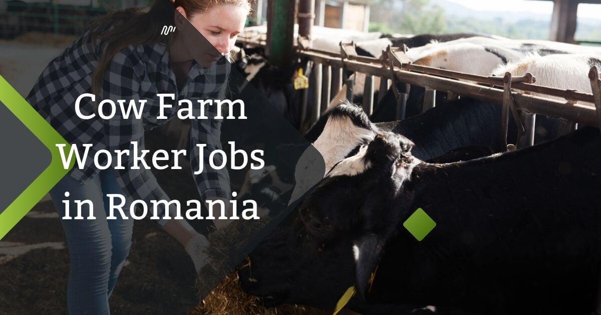 Cow Farm Worker Jobs in Romania