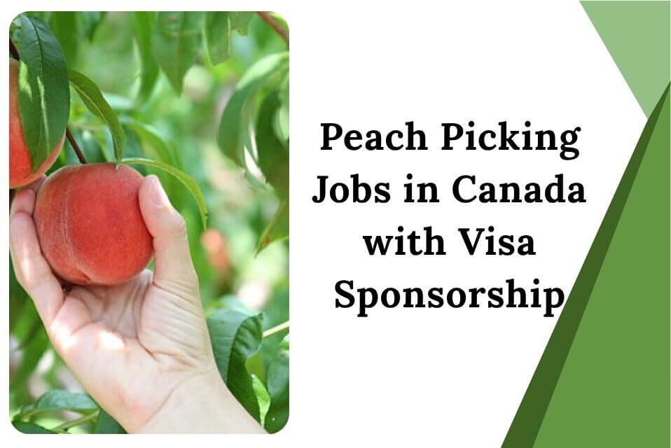 Peach Picking Jobs in Canada with Visa Sponsorship