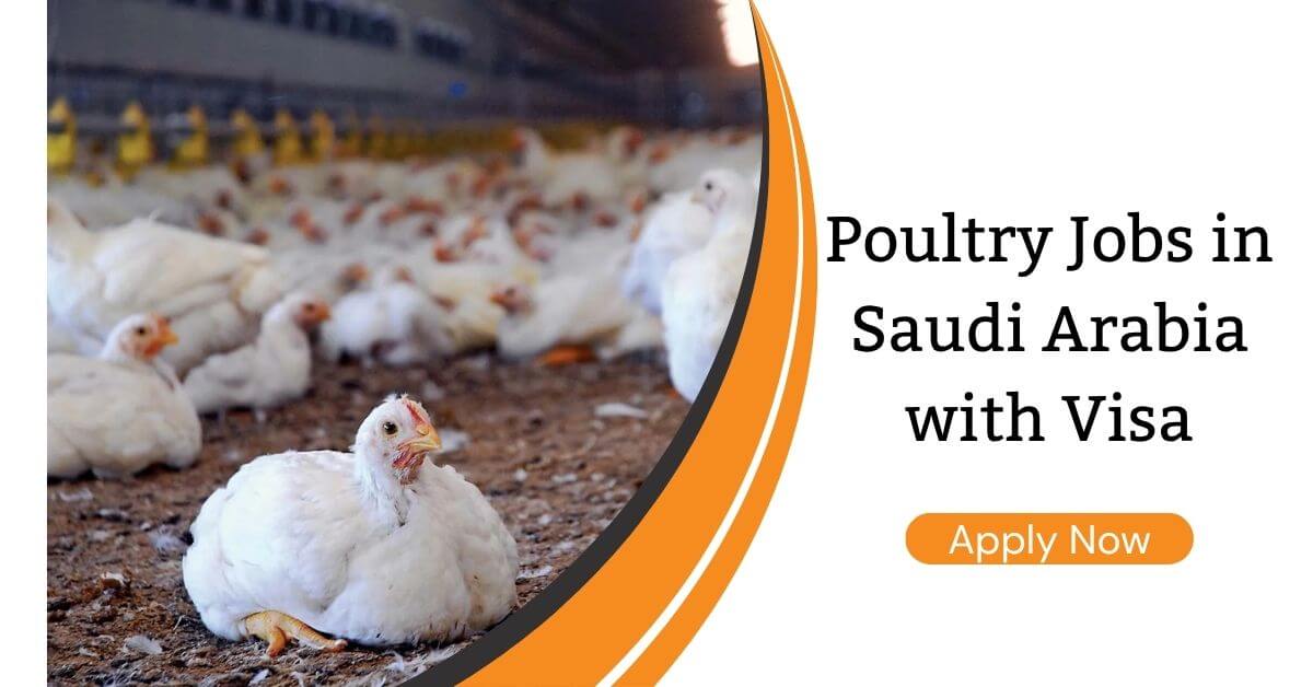 Poultry Jobs in Saudi Arabia with Visa