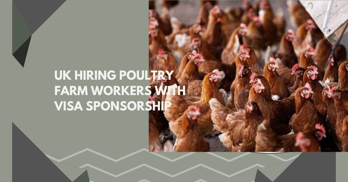 UK Hiring Poultry Farm Workers With Visa Sponsorship
