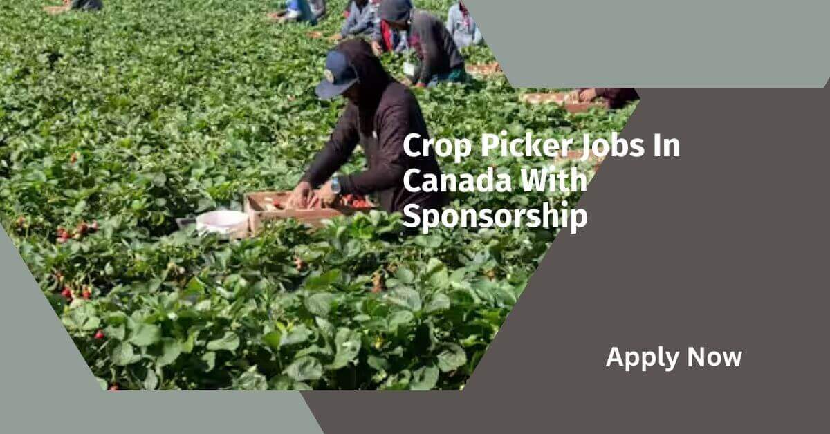 Crop Picker Jobs In Canada With Sponsorship