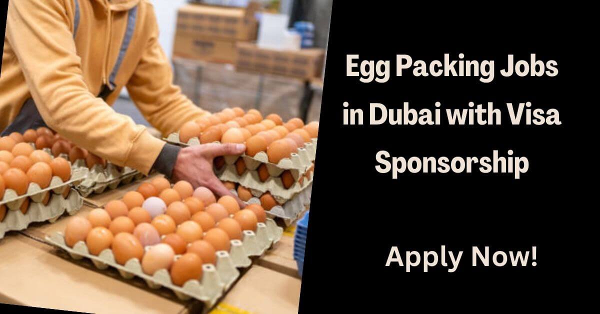 Egg Packing Jobs in Dubai with Visa Sponsorship