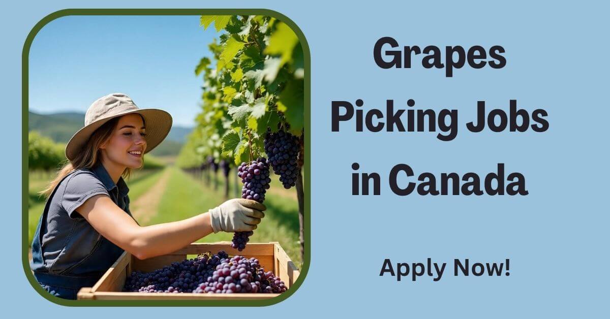 Grapes Picking Jobs in Canada