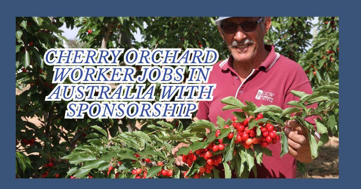 Cherry Orchard Worker Jobs In Australia With Sponsorship